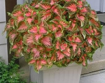 Flower Seeds, Seeds,Seeds For Planting,Plant Seeds