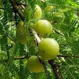 Fruit Seeds,Garden seeds, Seeds For Planting,Plant Seeds