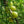 Fruit Seeds,Garden seeds, Seeds For Planting,Plant Seeds
