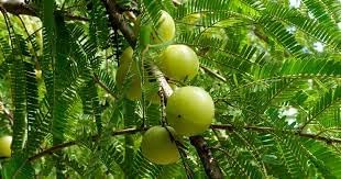Fruit Seeds,Garden seeds, Seeds For Planting,Plant Seeds