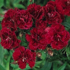 Burgundy Dianthus Flower Seeds for Planting – Hardy, Fragrant Blooms