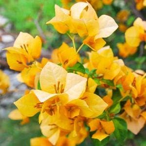 Flower Seeds, Seeds,Seeds For Planting,Plant Seeds