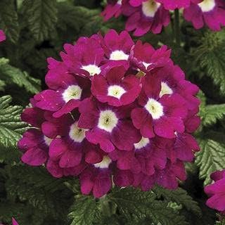 Burgundy Verbena Flower Seeds for Planting – Heirloom, Non-GMO, High Germination Organic Garden Seeds