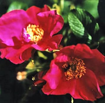 Flower Seeds, Seeds,Seeds For Planting,Plant Seeds
