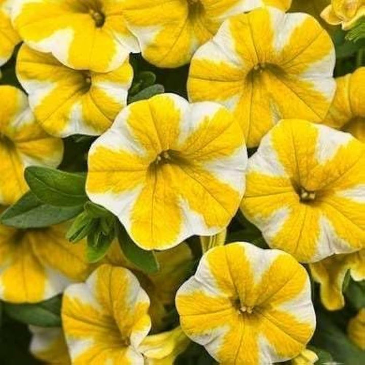 Yellow Calibrachoa Flower Seeds for Planting – Heirloom, Non-GMO, Drought-Tolerant Organic Garden Seeds