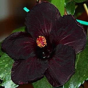Flower Seeds, Seeds,Seeds For Planting,Plant Seeds