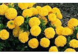 Flower Seeds, Seeds,Seeds For Planting,Plant Seeds