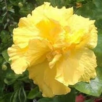 Flower Seeds, Seeds,Seeds For Planting,Plant Seeds