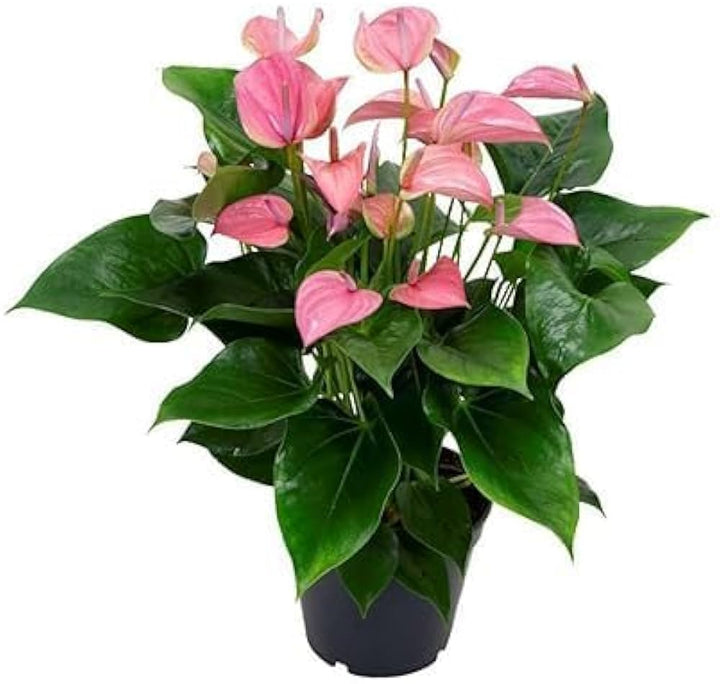 Soft Pink Anthurium Flower Seeds for Planting – Heirloom, Non-GMO, Wildflower Mix, High Germination