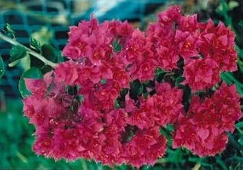 Flower Seeds, Seeds,Seeds For Planting,Plant Seeds