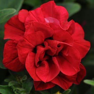 Flower Seeds, Seeds,Seeds For Planting,Plant Seeds