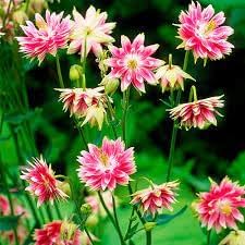 Flower Seeds, Seeds,Seeds For Planting,Plant Seeds