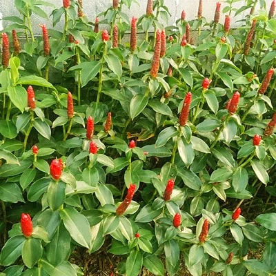 Costus Woodsonii Flower Seeds for Planting | Heirloom Non-GMO, High Germination Organic Garden Seeds