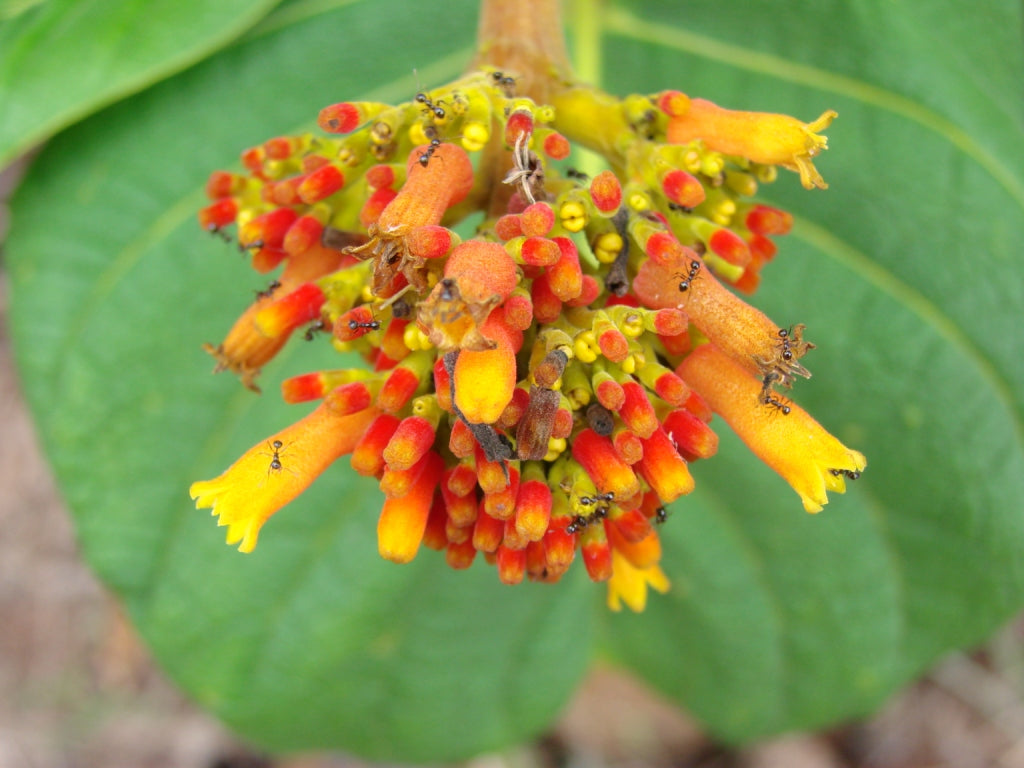 Orange Palicourea Flower Seeds for Planting – Heirloom, Non-GMO, Colorful Display, High Germination
