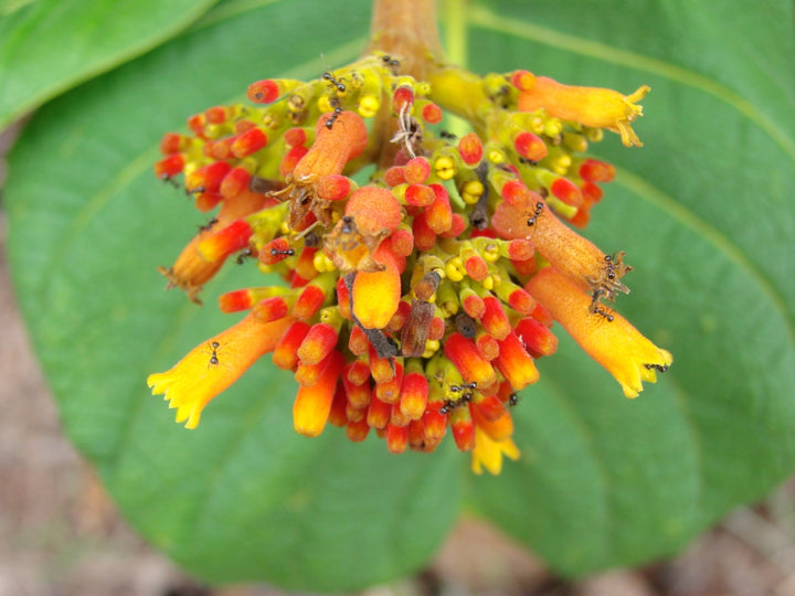 Orange Palicourea Flower Seeds for Planting – Heirloom, Non-GMO, Colorful Display, High Germination