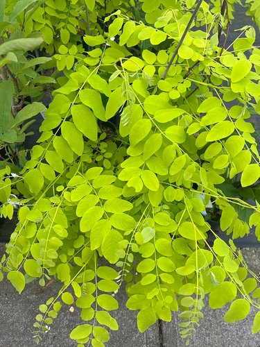 Light Green Acacia Flower Seeds for Planting – Heirloom, Non-GMO, Drought Tolerant, High Germination