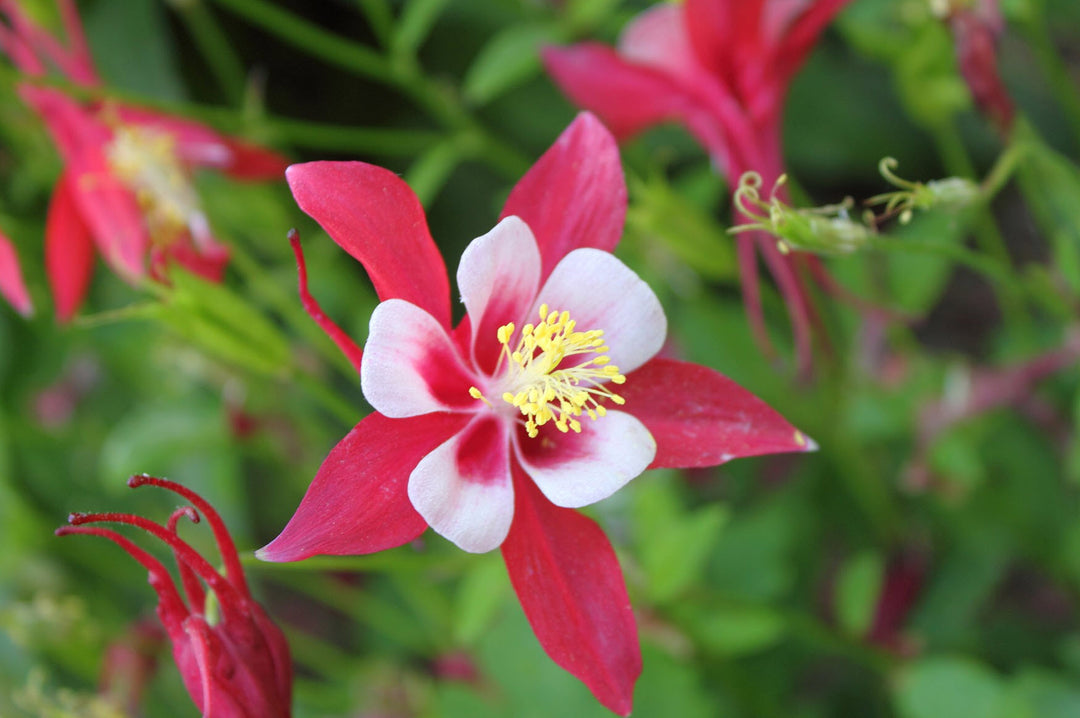 Red White Aquilegia Flower Seeds for Planting – Heirloom, Non-GMO, High Germination Organic Garden Seeds