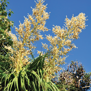 Flower Seeds, Seeds,Seeds For Planting,Plant Seeds