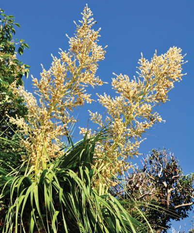 Flower Seeds, Seeds,Seeds For Planting,Plant Seeds