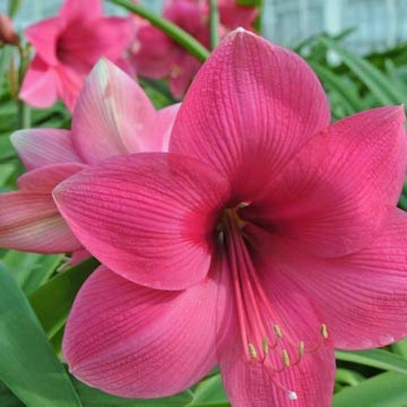 Pink Amaryllis Barbados Flower Seeds for Planting – Heirloom, Non-GMO, Drought Tolerant, High Germination