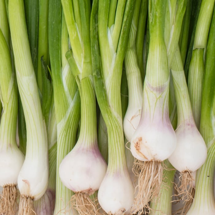 Heirloom Non-GMO Green Spring Onion (Scallion) Vegetable Seeds for Planting – High-Yield Seeds