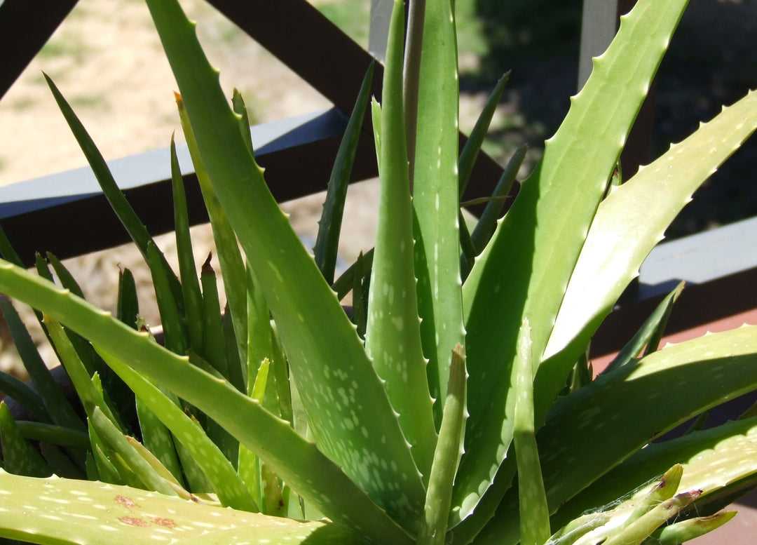 Green White Aloe Vera Herb Seeds – Heirloom, Non-GMO Seeds for Fast-Growing Garden Planting