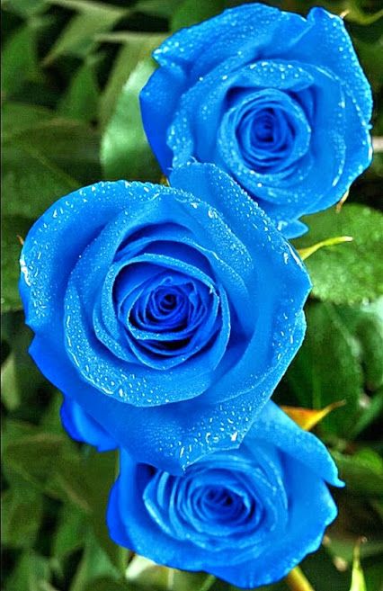 Blue Rose Flower Seeds for Planting – Sun Loving, Heirloom, Non-GMO, High Germination Organic Garden Seeds