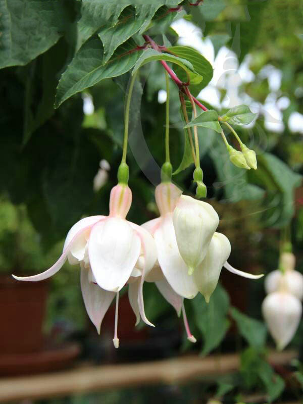 Fuchsia Green Flower Seeds for Planting - Heirloom Non-GMO High Germination Organic Garden Seeds