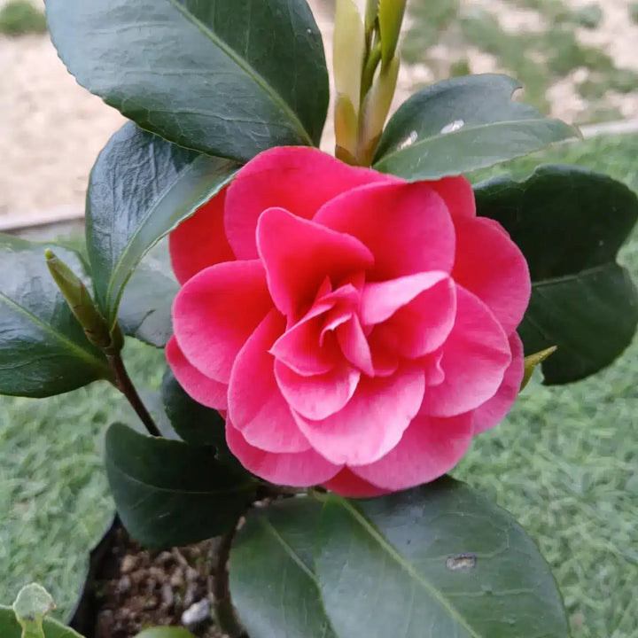 Dark Pink Camellia Flower Seeds for Planting – Heirloom Non-GMO High Germination Organic Garden Seeds