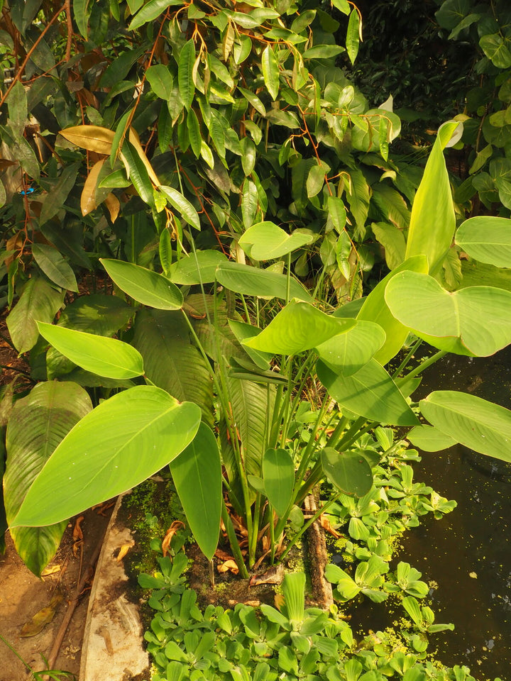 Green Thalia Dealbata Seeds for Planting – Shade Tolerant, Heirloom &amp; Non-GMO Organic Garden Seeds