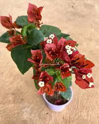 Brown Bougainvillea Flower Seeds for Planting – Heirloom Non-GMO, High Germination Organic Garden Seeds