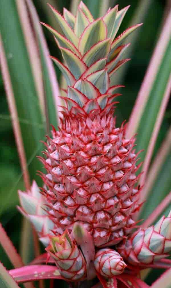 Pink Pineapple Fruit Seeds for Planting – Heirloom, Non-GMO Sweet Vibrant Tropical Garden Seeds