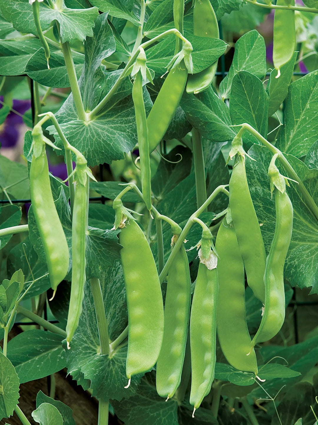 Oregon Sugar Pod II Pea Seeds for Planting – Heirloom, Non-GMO, Sweet Snap Vegetable – High Germination