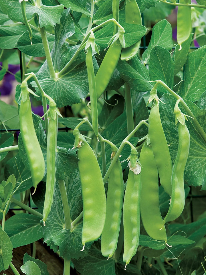 Oregon Sugar Pod II Pea Seeds for Planting – Heirloom, Non-GMO, Sweet Snap Vegetable – High Germination