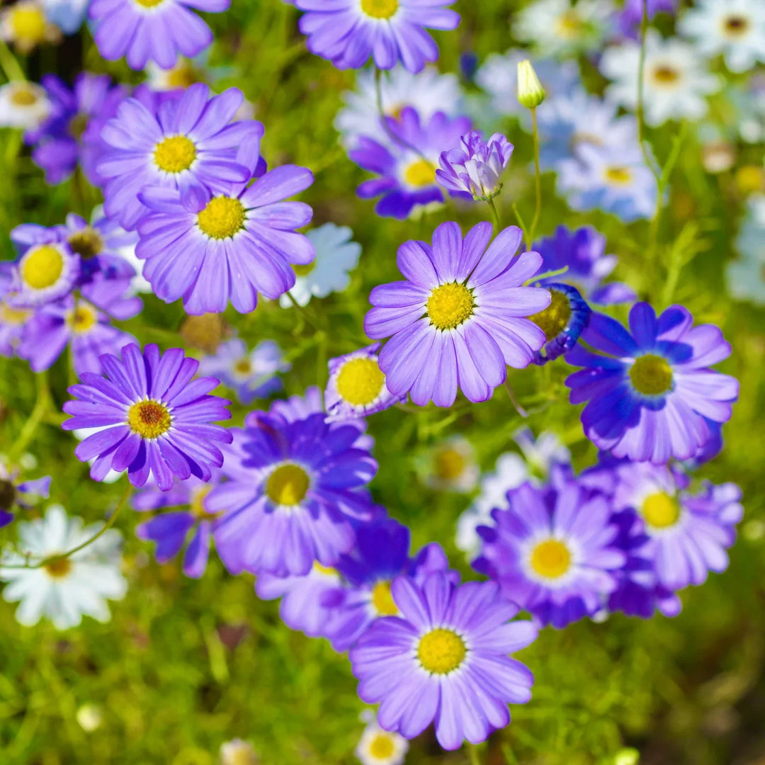 Flower Seeds, Seeds,Seeds For Planting,Plant Seeds