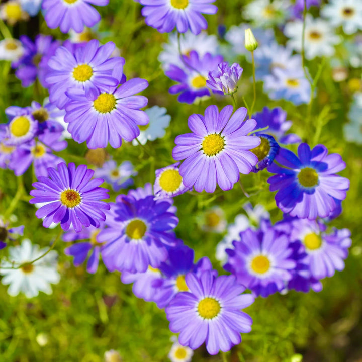 Flower Seeds, Seeds,Seeds For Planting,Plant Seeds