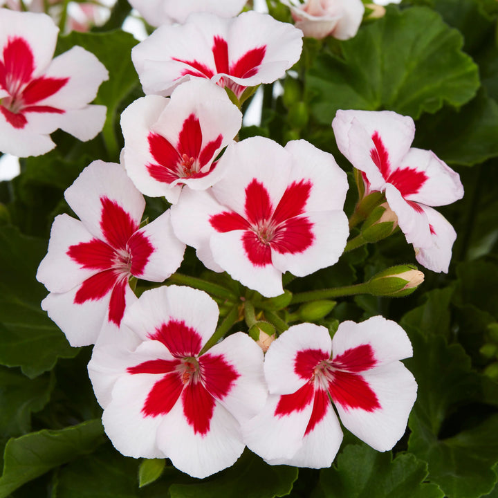 White Red Pelargonium Flower Seeds for Planting – Heirloom, Non-GMO, High Germination, Organic Garden Seeds