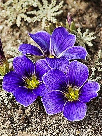 Blue Oxalis Laciniata Flower Seeds for Planting – Heirloom, Non-GMO, Easy to Grow, High Germination