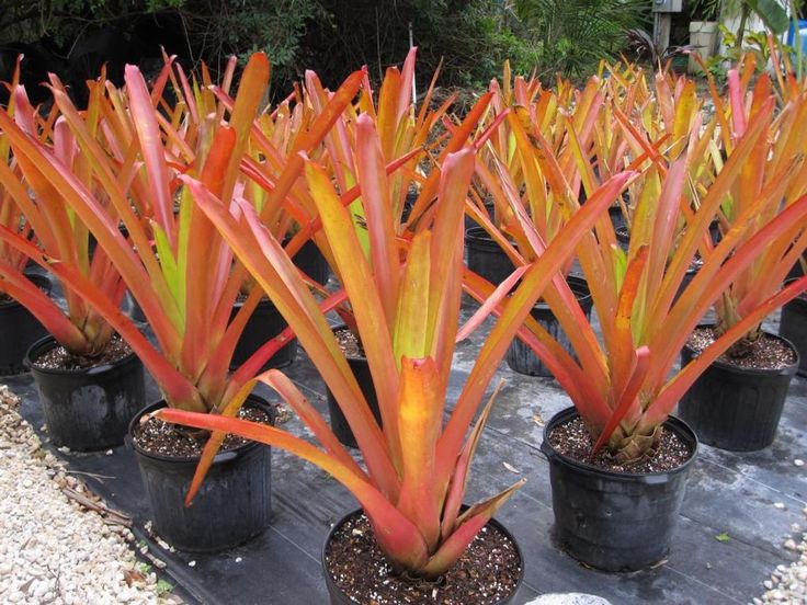 Orange Bromeliad Flower Seeds for Planting – Heirloom Non-GMO Organic Garden Seeds with High Germination