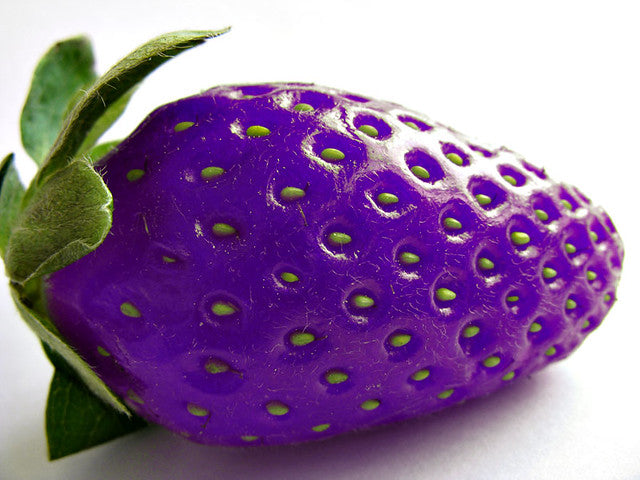 Purple Strawberry Fruit Seeds for Planting – Heirloom, Non-GMO Rare Flavorful Garden Berry Seeds