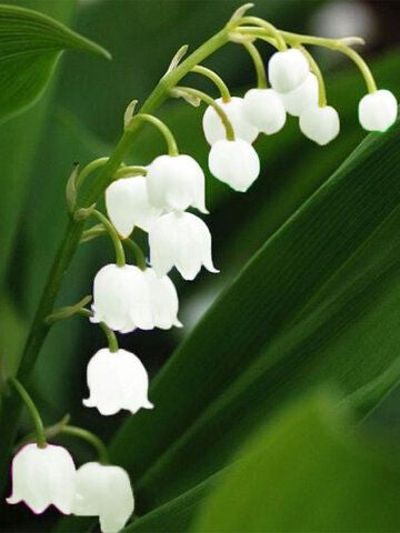 White Bell Orchid Flower Seeds – Shade Tolerant, Heirloom & Non-GMO Seeds for Home Garden