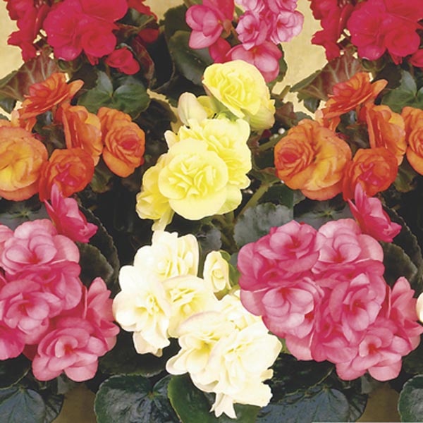 Rieger Begonia Flower seeds for Planting - Drought Tolerant, Heirloom & GMO Free Seeds for Home Garden