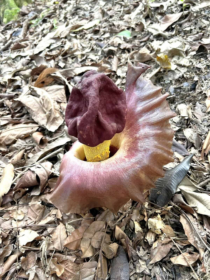 Elephant Foot Yam Flower Seeds for Planting – Heirloom, Non-GMO, High Germination Organic Garden Seeds