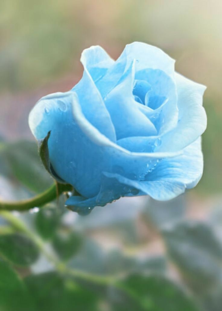 Light Blue Rose Flower Seeds for Planting – Heirloom Non-GMO Organic Garden Seeds