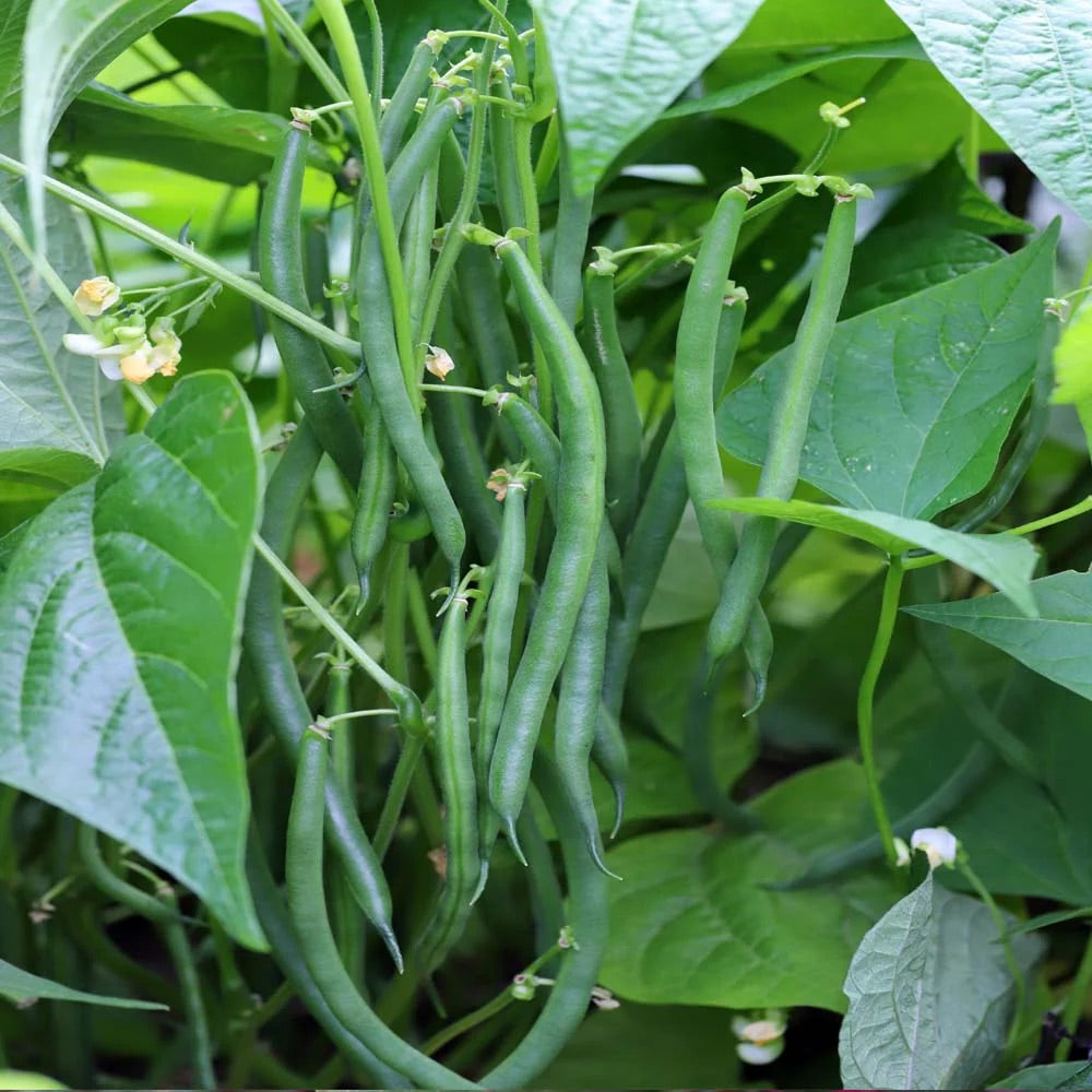 Mogette Bean Seeds for Planting – Heirloom Non-GMO Traditional French Vegetable Garden Seeds with High Germination