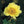 Flower Seeds, Seeds,Seeds For Planting,Plant Seeds