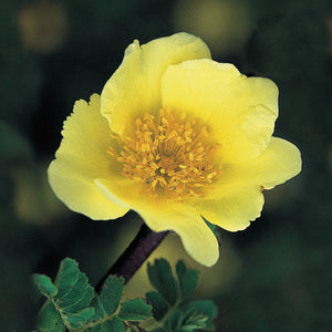 Flower Seeds, Seeds,Seeds For Planting,Plant Seeds