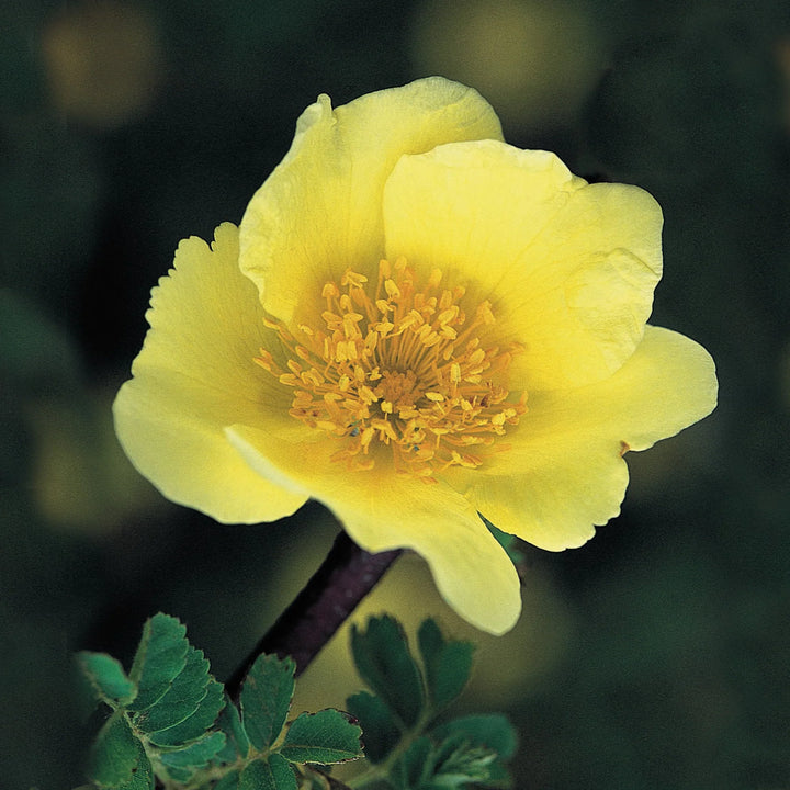 Flower Seeds, Seeds,Seeds For Planting,Plant Seeds