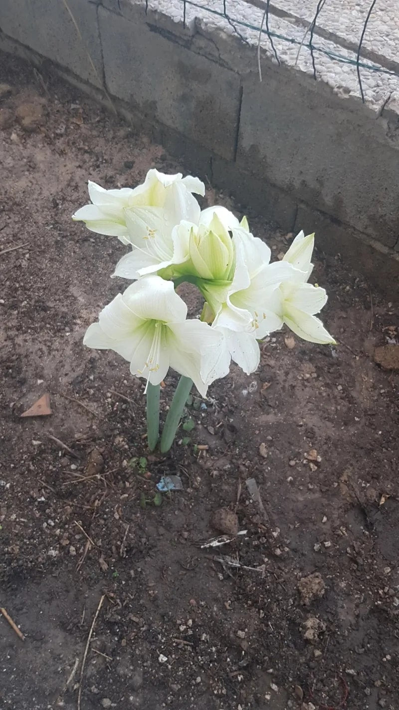 White Amaryllis Barbados Seeds for Planting – Heirloom, Non-GMO, High Germination Organic Garden Seeds