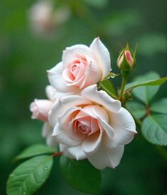 Cream Rose Flower Seeds for Planting – Heirloom, Non-GMO, High Germination Organic Garden Seeds